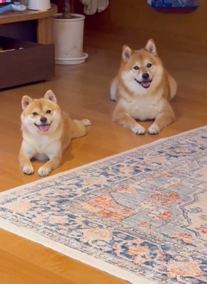 こちらを見る2匹の犬