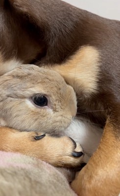 添い寝する犬とウサギ