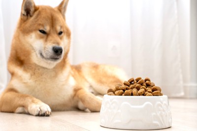 柴犬と山盛りのフード