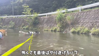 川に飛び込んで男性の方へ泳いでいくハスキー犬
