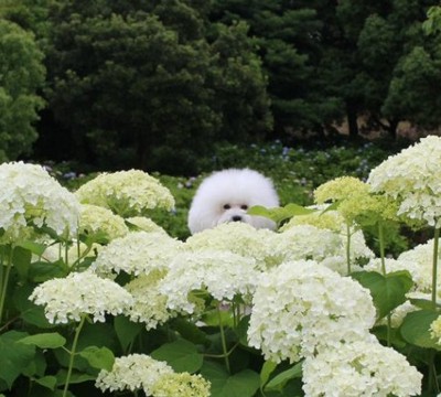 ふわふわ