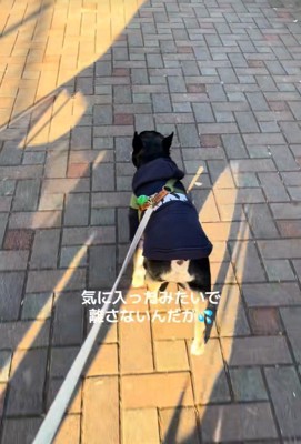 おしゃぶりを拾ったととまる君5