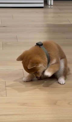 はむちゃんの寝落ち3