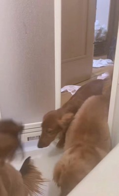 お風呂にやってくるダックスたち2