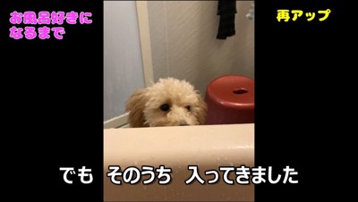 お風呂の洗い場から浴槽の中を覗く犬