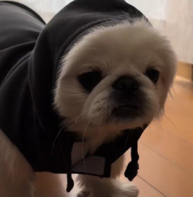 ションボリ顔も可愛い