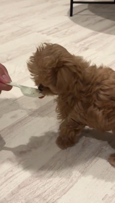 スプーンに入った犬用フードを食べる子犬