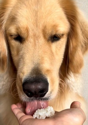 ペロッとひと舐めしてみる犬