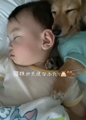寄り添って眠る赤ちゃんとカニンヘンダックスフンド