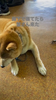 伏せの体勢になる犬