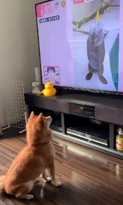 釘付けのまろんちゃん♡