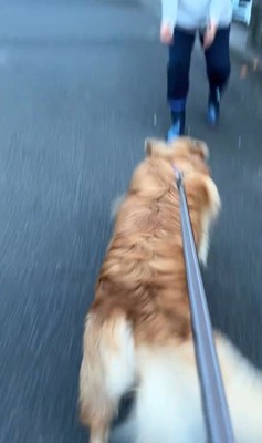 ピノくんとご夫婦の再会3