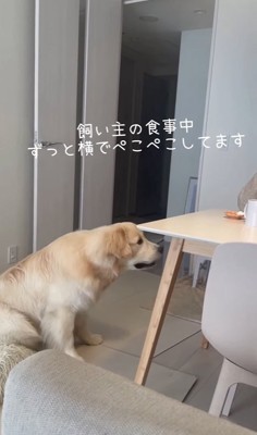 頭を下げる大型犬