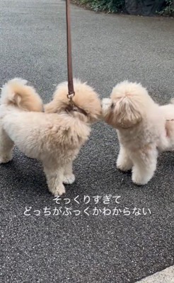 そっくりなワンコ2匹7