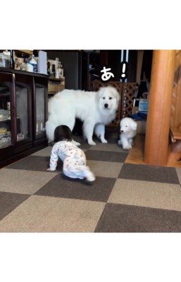 女の子が近づくと喧嘩を止めるシュシュちゃん3