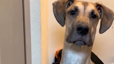 鳴き声を出すアルファくん