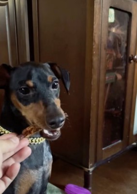 おやつを食べるミニチュアピンシャー