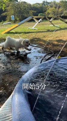 水たまりのそばを歩く犬