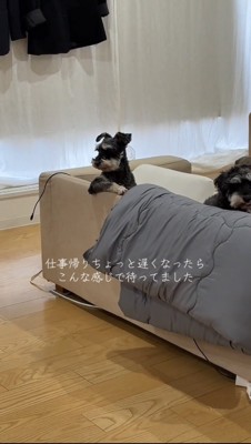 横目で見つめる犬と顔を出す犬