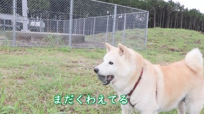 ご満悦なあいちゃん