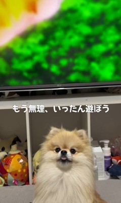 集中できないので、アニメ鑑賞は中断!