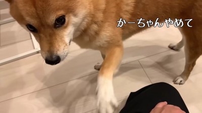「妹を怒らないで」
