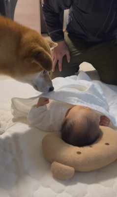 こてつ君と赤ちゃんの初対面3