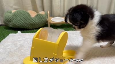 知育おもちゃで遊ぶピノちゃん&パルムちゃん⑩