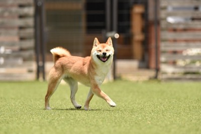 笑顔の柴犬