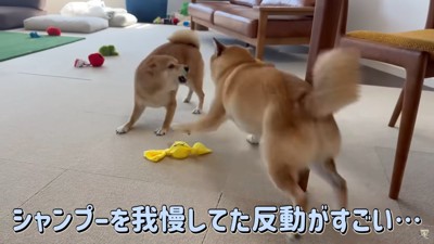 テンションが上がる2匹