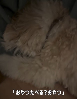 かまぼこちゃんに尋ねるママ