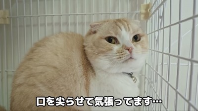 絶賛うんち中のじゅんちゃん