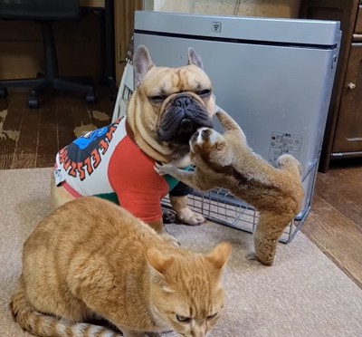 スローロリスに口元を舐められる犬