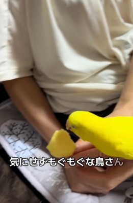 ごはんを食べる鳥