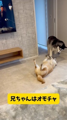 スリッパを加えた柴犬引きずるハスキー犬