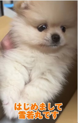正面を見ている子犬