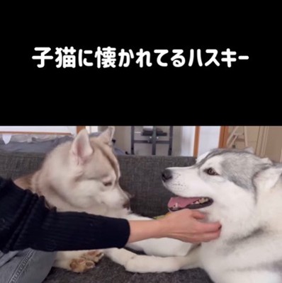 りりたん&ここちゃん&くぅちゃん7