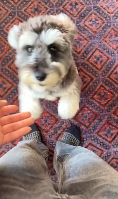 ぺぺ君のお出迎え