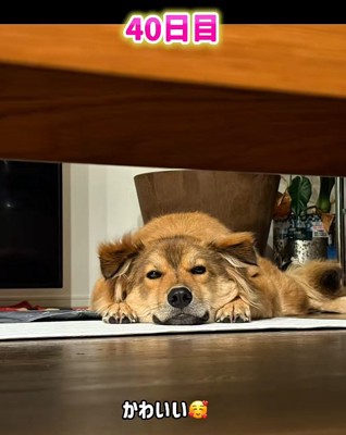 飼い主さんを見つめるラッキーくん