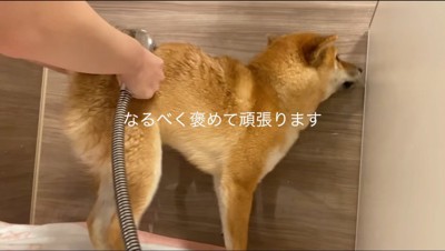 シャワーを当てられながら、飼い主に褒められる犬