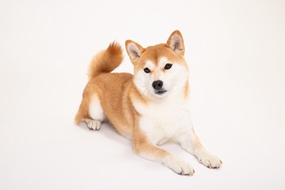 柴犬、しっぽが上がっている