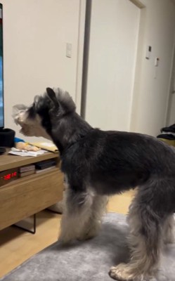 画面に向かって吠えるワンコ