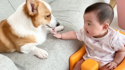 犬と手をパーにする赤ちゃん