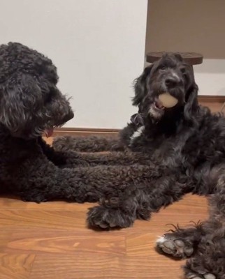 姉にボールをせがむテオちゃん