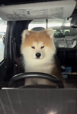 正面を見つめる犬