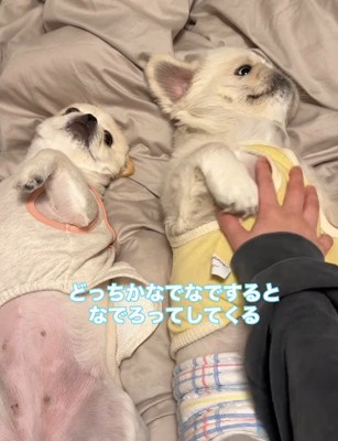 2匹で甘えん坊タイム♡