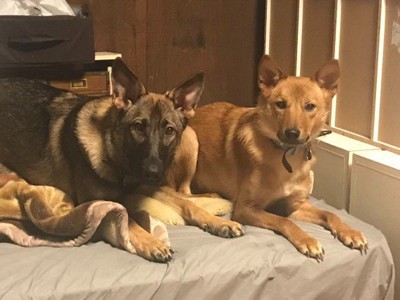 素敵な友達犬も出来た