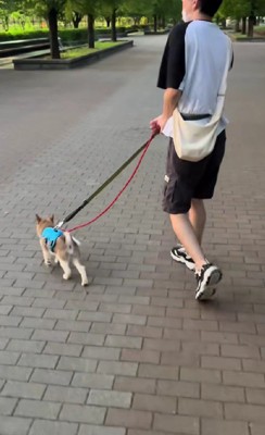 すっかりお散歩好きに!