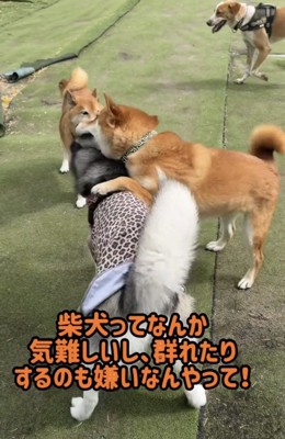 犬に前脚をかける柴犬