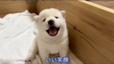 笑顔でカメラを見つめる白い子犬